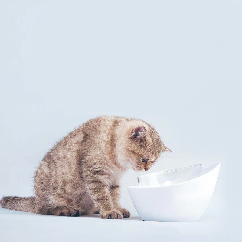 Cuenco elevado para gatos - Plato de porcelana elevado - Perfecto para comida húmeda y seca para gatos