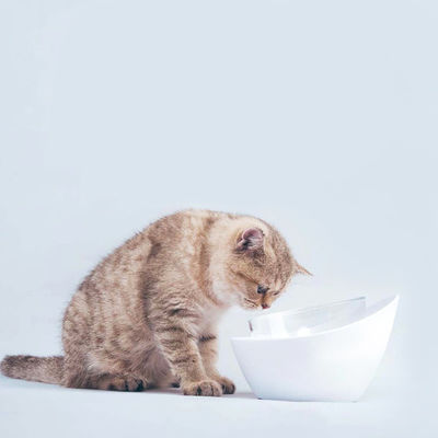 Cuencos de comida para gatos poco profundos y plato para gatos ancho, además de cuencos de alimentación para gatos no resbaladizos